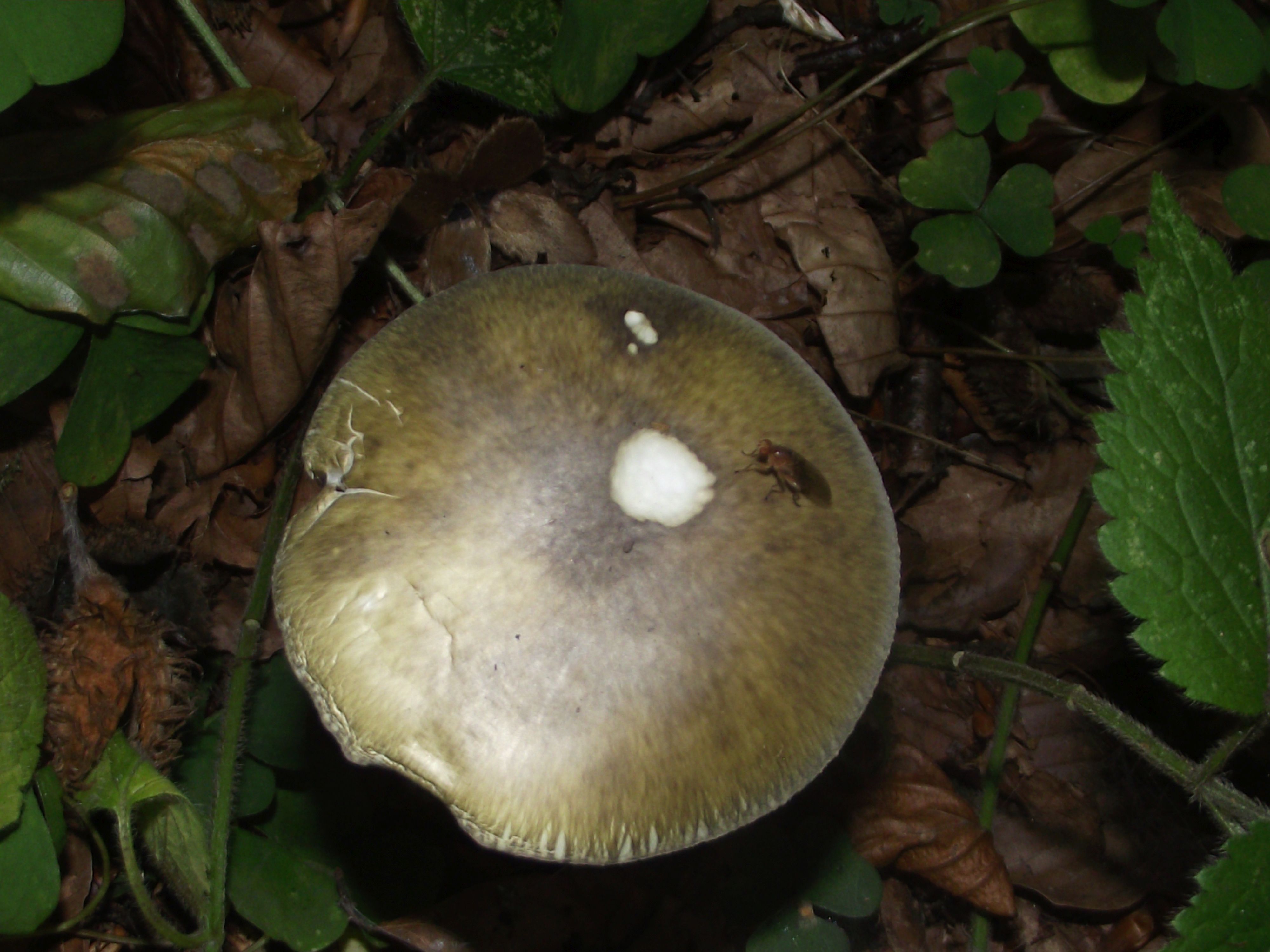 Grüner Knollenblätterpilz